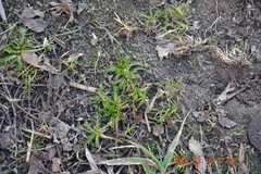 Tripleurospermum inodorum