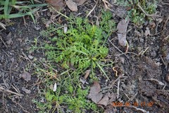 Tripleurospermum inodorum