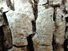 Pertusaria coccodes