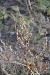 Artemisia vulgaris
