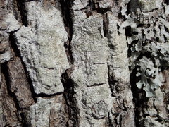 Pertusaria coccodes