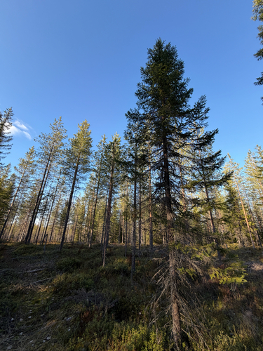 Norway spruce