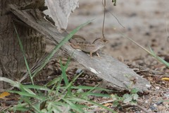 Anolis sagrei