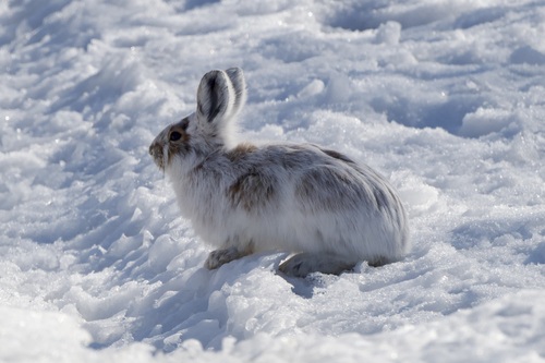 Snowshoe Hare observed by ymmjpd