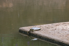 Apalone spinifera emoryi