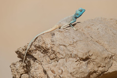 Pseudotrapelus sinaitus