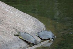 Apalone spinifera emoryi