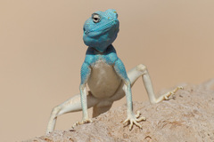 Pseudotrapelus sinaitus