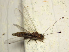 Ululodes quadripunctatus