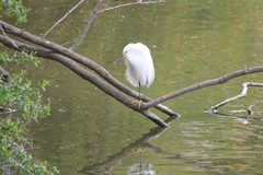 Egretta thula