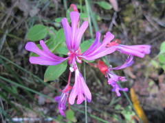 Clarkia concinna