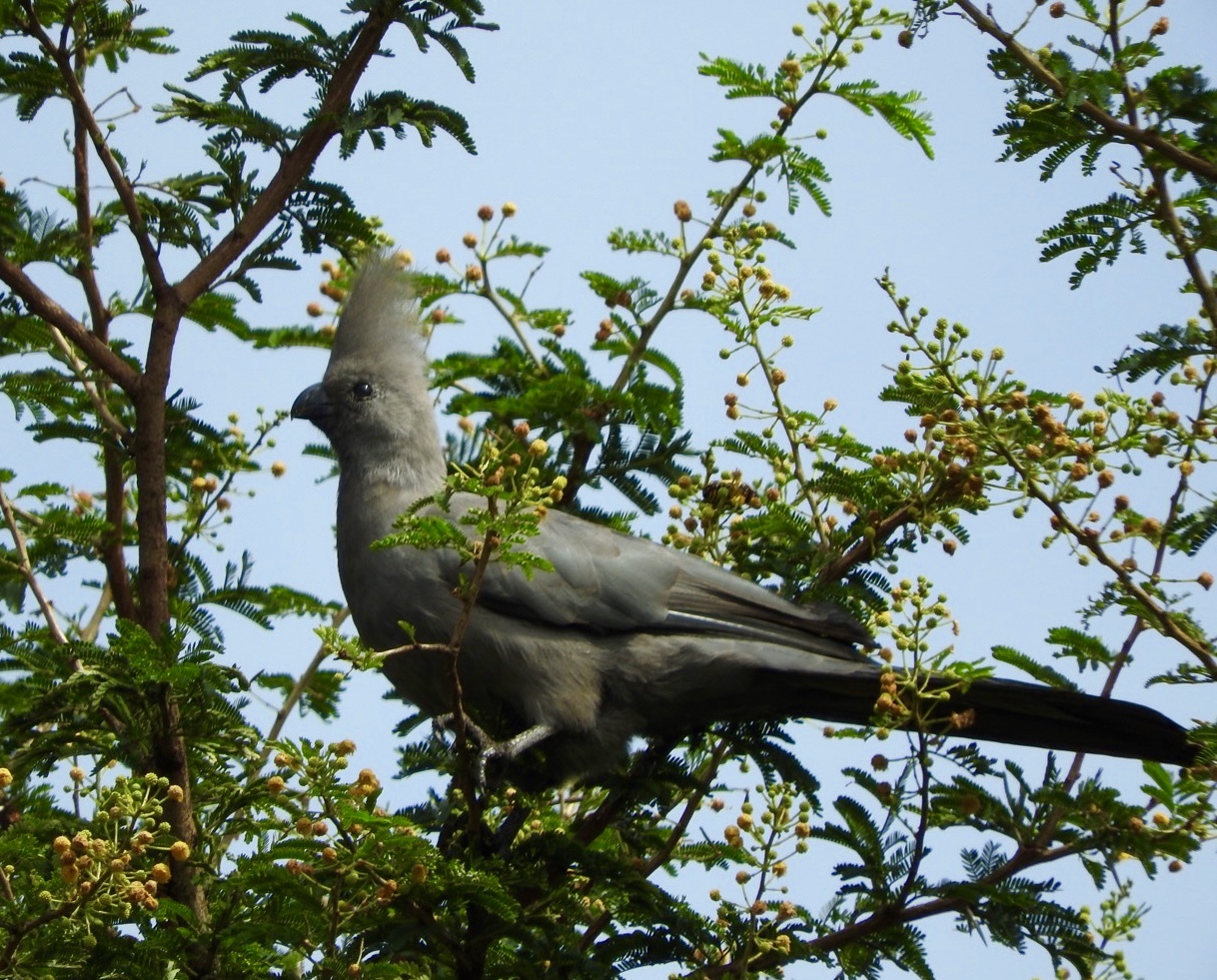 Grey Go-away-bird (Crinifer concolor)