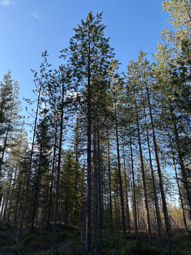 Scots pine