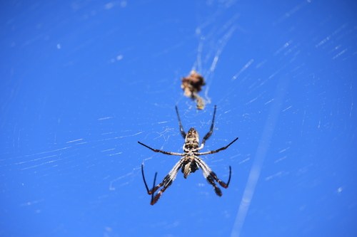 Australian Golden Orbweaver