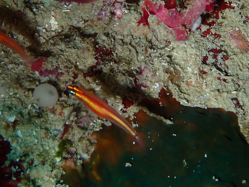 King dwarfgoby (Eviota raja) — Gobiidae — 4