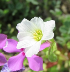 Mononeuria nuttallii