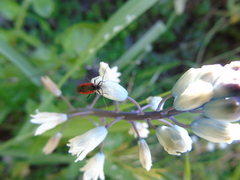 Dionconotus neglectus