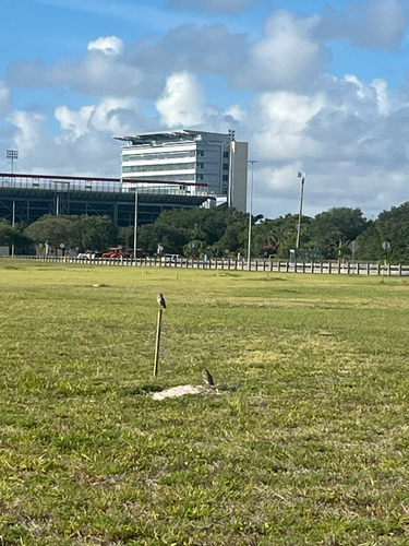Burrowing Owl observed by aliciahellman