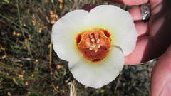 Calochortus vestae