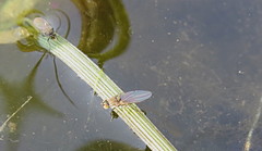Ephydroidea