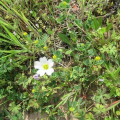 Mononeuria nuttallii