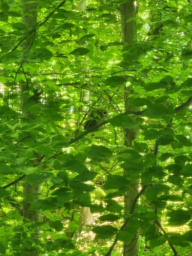 Barred Owl observed by natalie_brooke