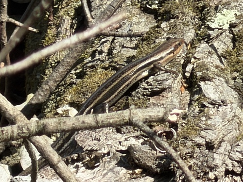Common Five-lined Skink observed by bethany_lee