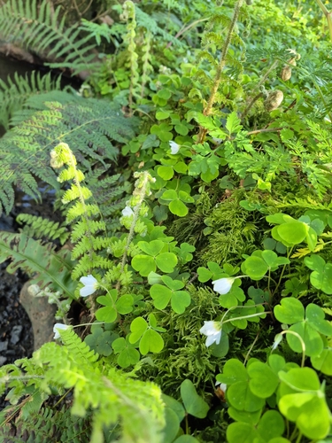 European wood-sorrel