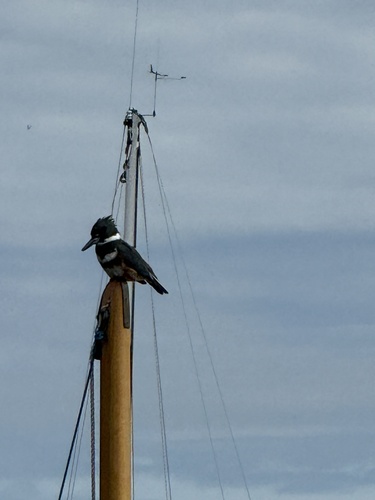 Belted Kingfisher observed by llillbird