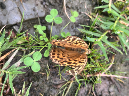 Silver-washed Fritillary