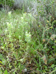 Parentucellia flaviflora