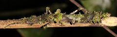 Neoclides laceratus