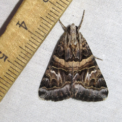 Drasteria mirifica