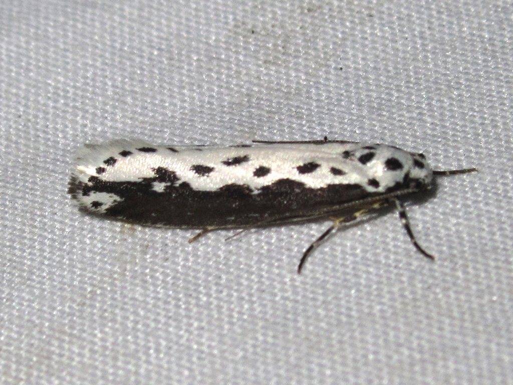 Ethmia mimihagenella