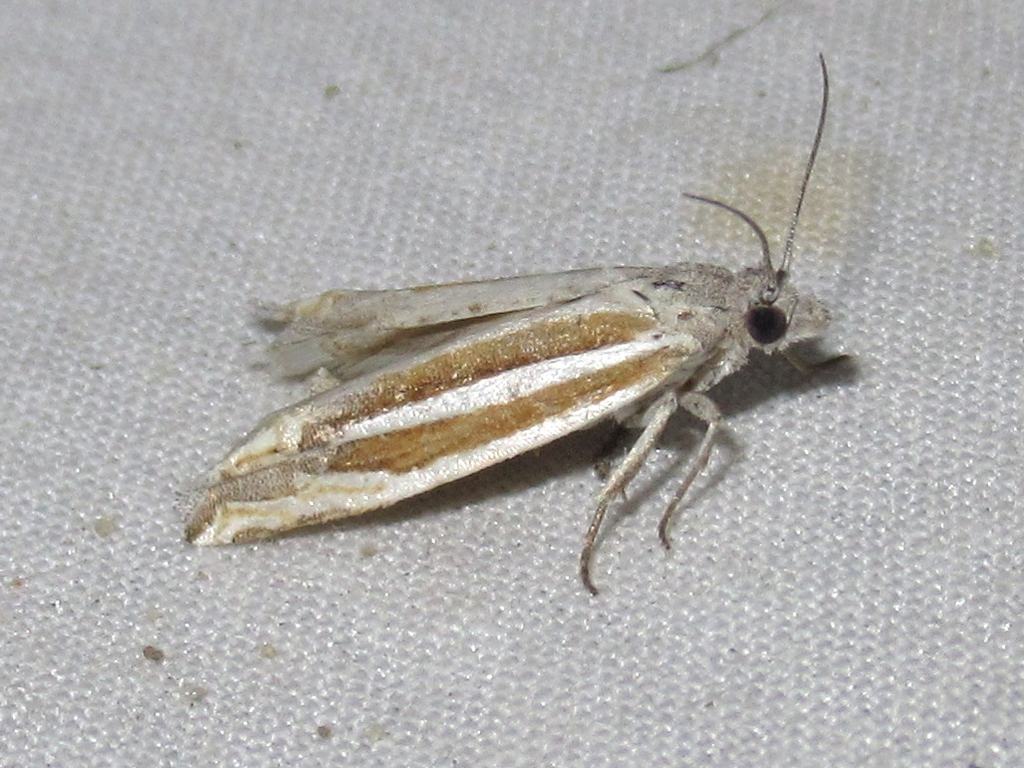 Eucosma spiculana