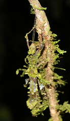 Neoclides laceratus