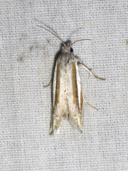Eucosma spiculana