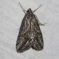 Evergestis simulatilis