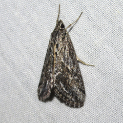 Evergestis simulatilis