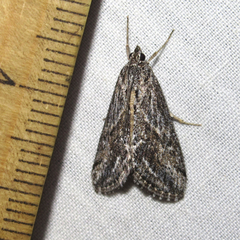 Evergestis simulatilis