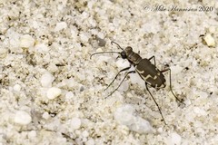 Cicindela repanda repanda