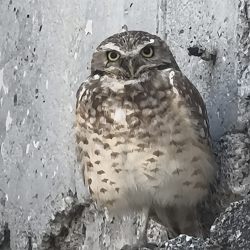 Tecolote llanero observed by michelle34823