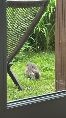 Coypu