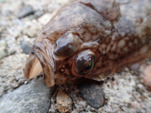 Heilbot (Hippoglossus hippoglossus) — Pleuronectidae — 5