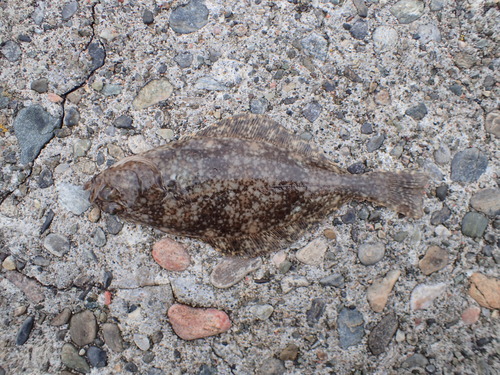 Heilbot (Hippoglossus hippoglossus) — Pleuronectidae — 4