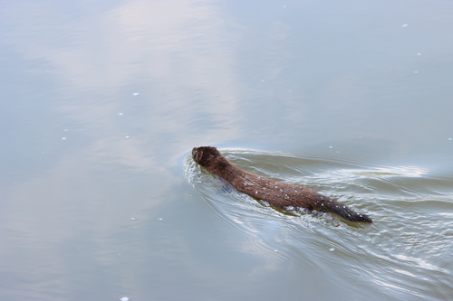 American Mink observed by strifeyyeah