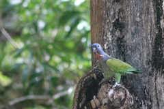 Pionus menstruus