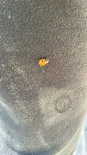Seven-spotted Lady Beetle