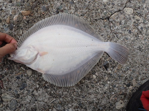 European Flounder