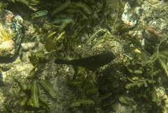 Stegastes acapulcoensis